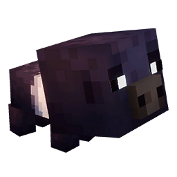 baby sooty pig