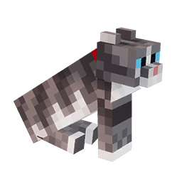 grey tabby